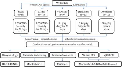 Effect of optimized new Shengmai powder on exercise tolerance in rats with heart failure by regulating the ubiquitin-proteasome signaling pathway